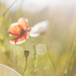 # Vallas Móviles: La Revolución Publicitaria que Está Transformando Tapachula